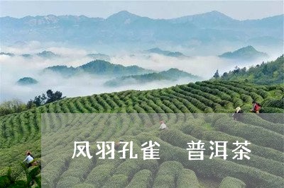 凤羽孔雀 普洱茶/2023041365371